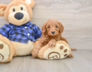 5 week old Mini Irish Doodle Puppy For Sale - Pilesgrove Pups