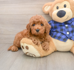 6 week old Mini Irish Doodle Puppy For Sale - Pilesgrove Pups