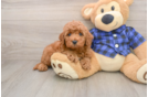 Mini Irish Doodle Puppy for Adoption
