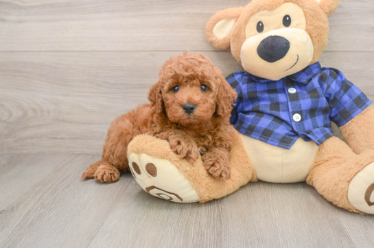 Mini Irish Doodle Puppy for Adoption
