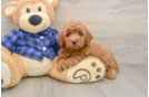 Mini Irish Doodle Puppy for Adoption