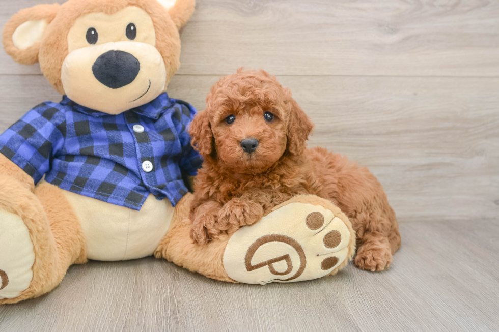Mini Irish Doodle Puppy for Adoption