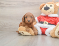 5 week old Mini Irish Doodle Puppy For Sale - Pilesgrove Pups