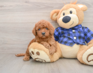 6 week old Mini Irish Doodle Puppy For Sale - Pilesgrove Pups