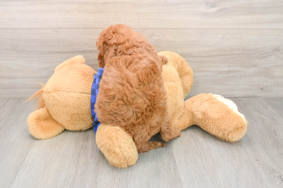 Mini Irish Doodle Puppy for Adoption