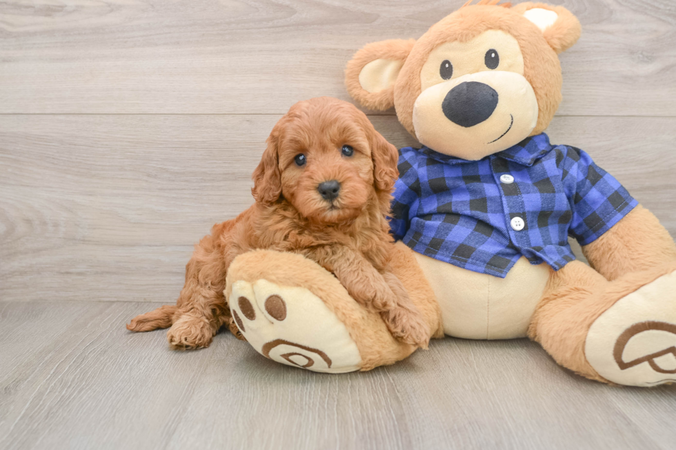 Little Irish Setterpoo Poodle Mix Puppy