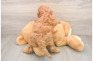 Popular Mini Irish Doodle Poodle Mix Pup