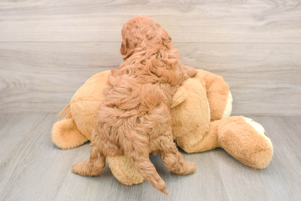 Popular Mini Irish Doodle Poodle Mix Pup