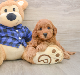 6 week old Mini Irish Doodle Puppy For Sale - Pilesgrove Pups