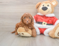 8 week old Mini Irish Doodle Puppy For Sale - Pilesgrove Pups