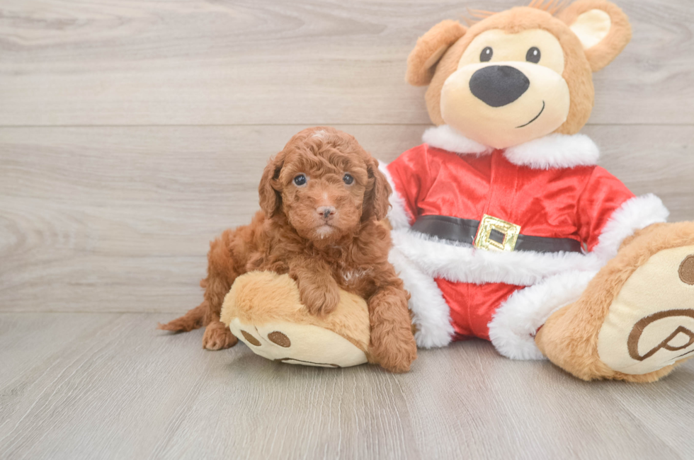 8 week old Mini Irish Doodle Puppy For Sale - Pilesgrove Pups