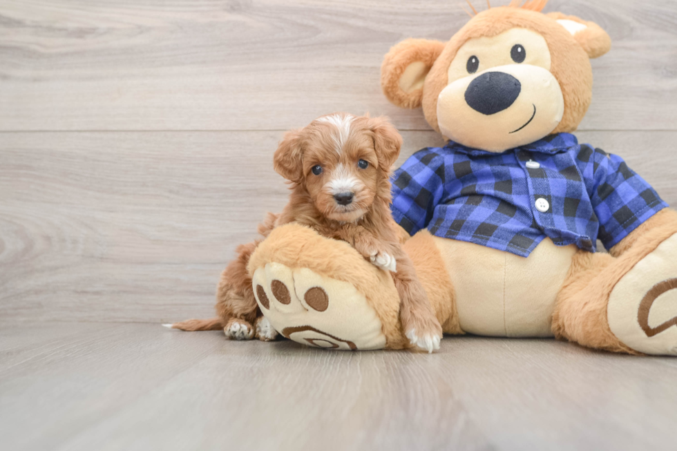 Popular Mini Irish Doodle Poodle Mix Pup