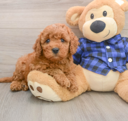 6 week old Mini Irish Doodle Puppy For Sale - Pilesgrove Pups