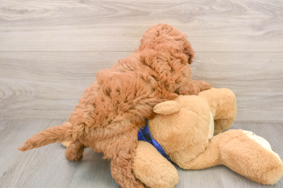 Fluffy Mini Irish Doodle Poodle Mix Pup
