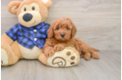 Mini Irish Doodle Puppy for Adoption
