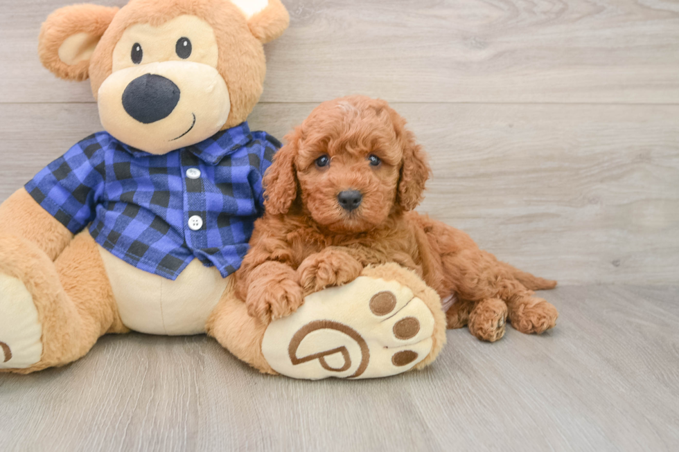 Mini Irish Doodle Puppy for Adoption