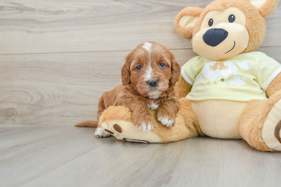 Mini Irish Doodle Pup Being Cute