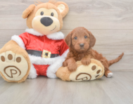 5 week old Mini Irish Doodle Puppy For Sale - Pilesgrove Pups