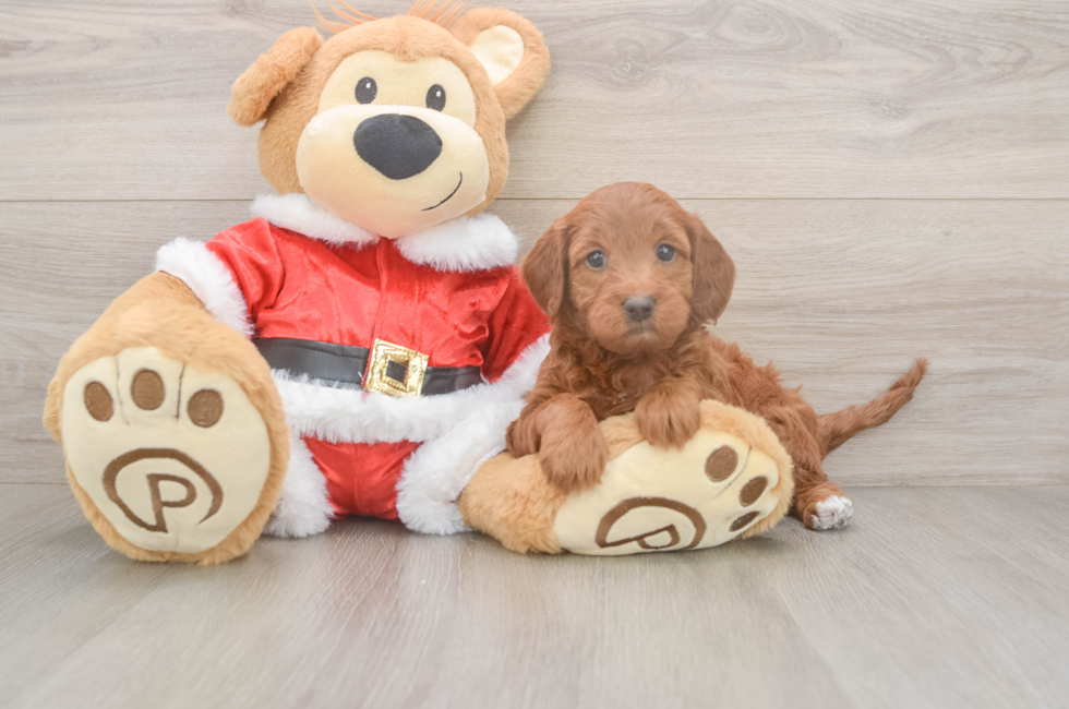 5 week old Mini Irish Doodle Puppy For Sale - Pilesgrove Pups