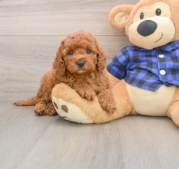6 week old Mini Irish Doodle Puppy For Sale - Pilesgrove Pups