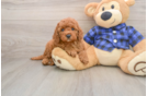 Playful Mini Irishdoodle Poodle Mix Puppy