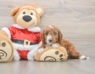 5 week old Mini Irish Doodle Puppy For Sale - Pilesgrove Pups