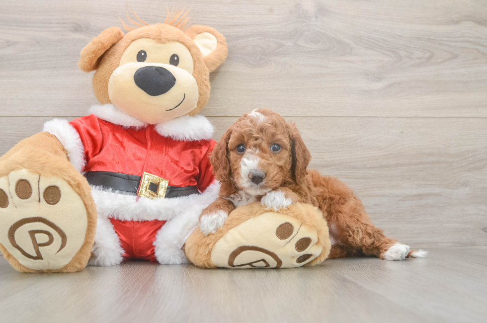 5 week old Mini Irish Doodle Puppy For Sale - Pilesgrove Pups