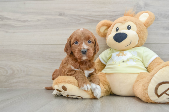 Little Mini Irishdoodle Poodle Mix Puppy