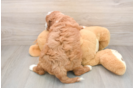 Fluffy Mini Irish Doodle Poodle Mix Pup