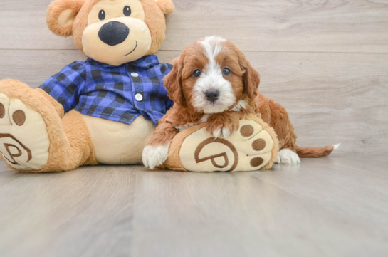 Cute Mini Irish Doodle Baby