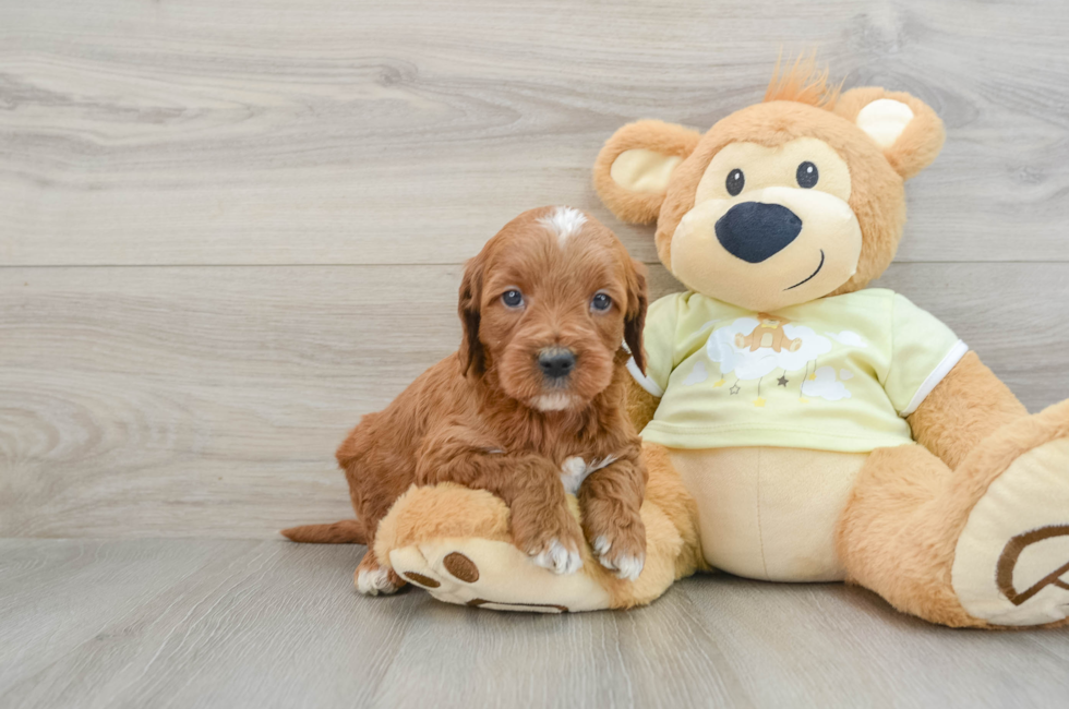 6 week old Mini Irish Doodle Puppy For Sale - Pilesgrove Pups