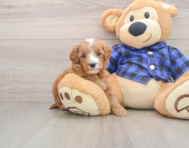 5 week old Mini Irish Doodle Puppy For Sale - Pilesgrove Pups