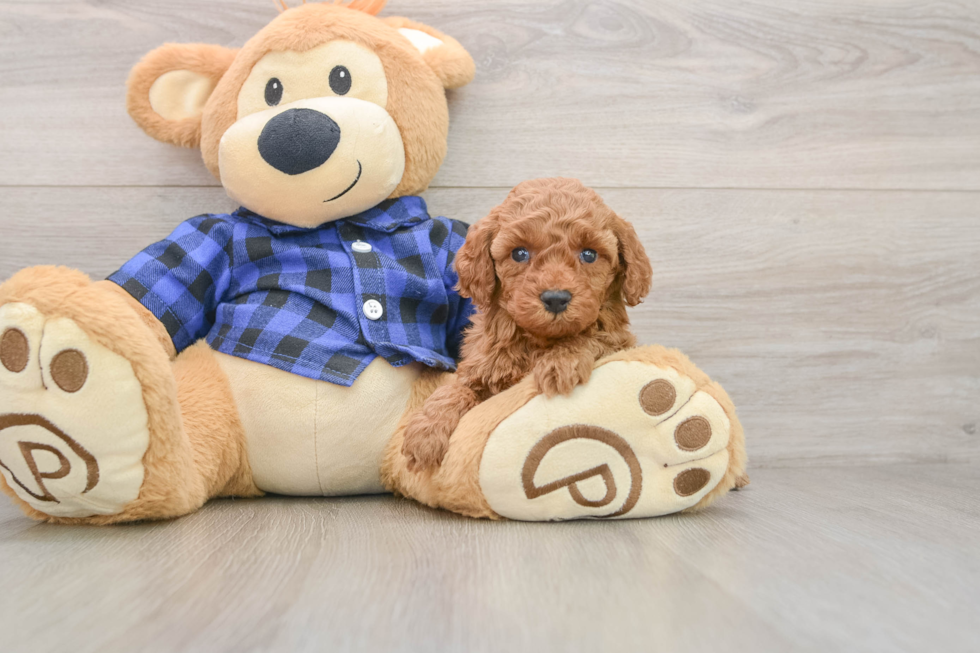 Best Mini Irish Doodle Baby