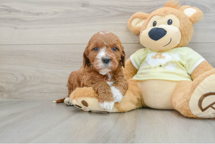 Fluffy Mini Irish Doodle Poodle Mix Pup