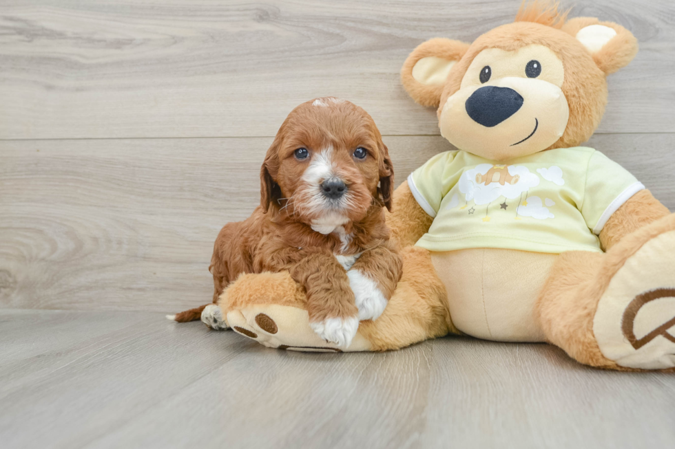 Fluffy Mini Irish Doodle Poodle Mix Pup