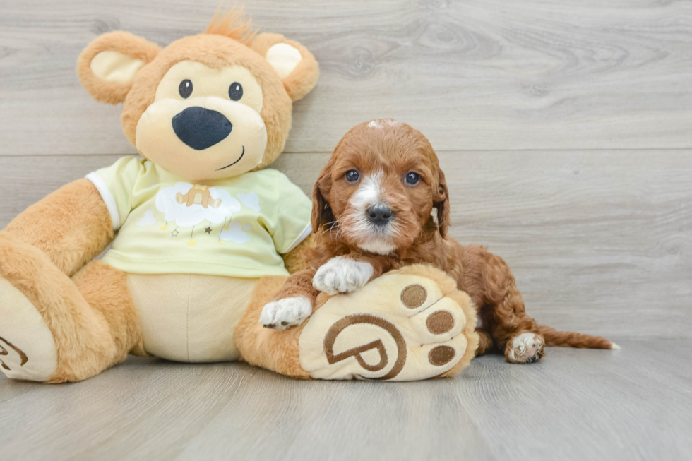 Petite Mini Irish Doodle Poodle Mix Pup