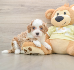 6 week old Mini Irish Doodle Puppy For Sale - Pilesgrove Pups
