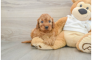 Mini Irish Doodle Pup Being Cute