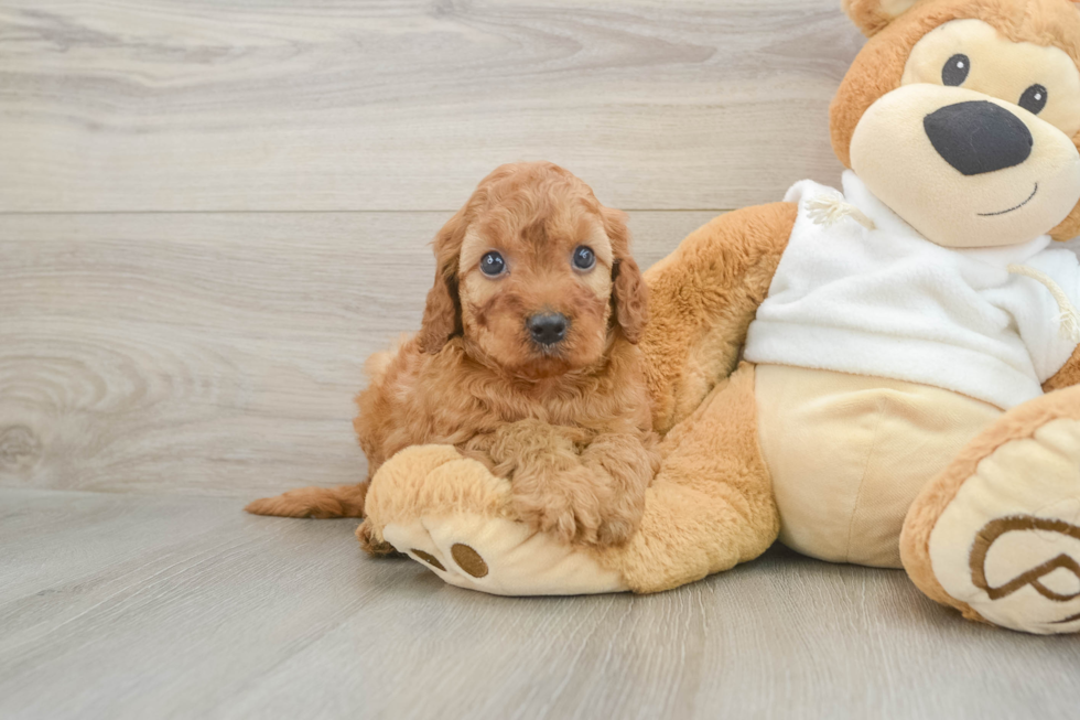 Mini Irish Doodle Pup Being Cute