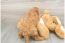 Hypoallergenic Irish Poodle Poodle Mix Puppy