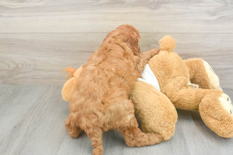 Hypoallergenic Irish Poodle Poodle Mix Puppy