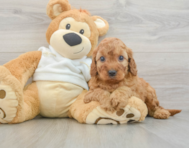 5 week old Mini Irish Doodle Puppy For Sale - Pilesgrove Pups