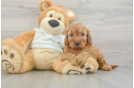 Mini Irish Doodle Puppy for Adoption