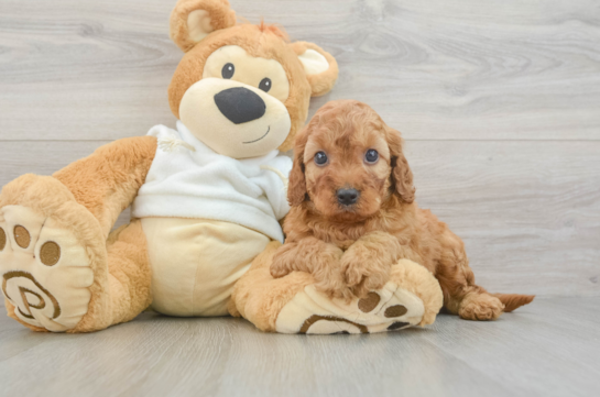 Mini Irish Doodle Puppy for Adoption