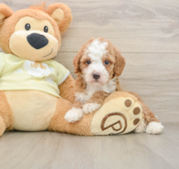 6 week old Mini Irish Doodle Puppy For Sale - Pilesgrove Pups