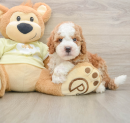 6 week old Mini Irish Doodle Puppy For Sale - Pilesgrove Pups