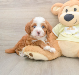 6 week old Mini Irish Doodle Puppy For Sale - Pilesgrove Pups