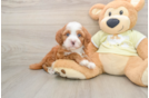 Smart Mini Irish Doodle Poodle Mix Pup