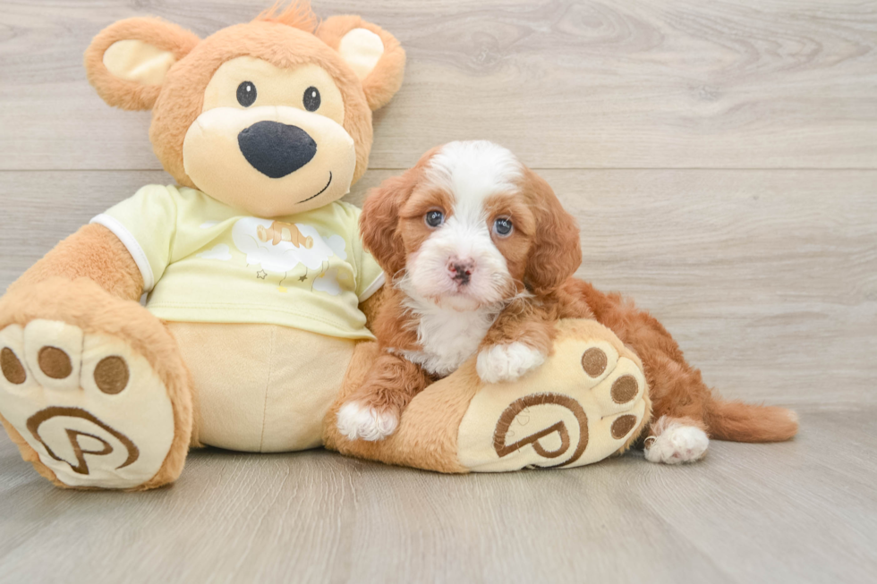 Mini Irish Doodle Pup Being Cute