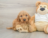 5 week old Mini Irish Doodle Puppy For Sale - Pilesgrove Pups
